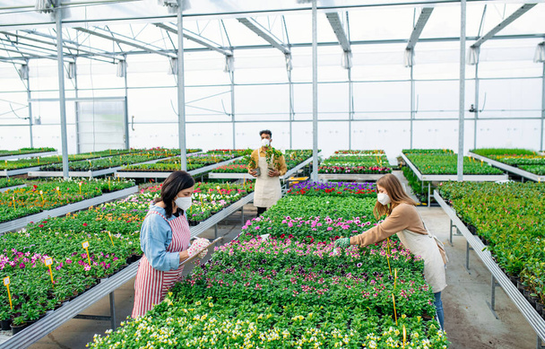 Top view of people working in greenhouse in garden center, coronavirus concept. - Foto, immagini