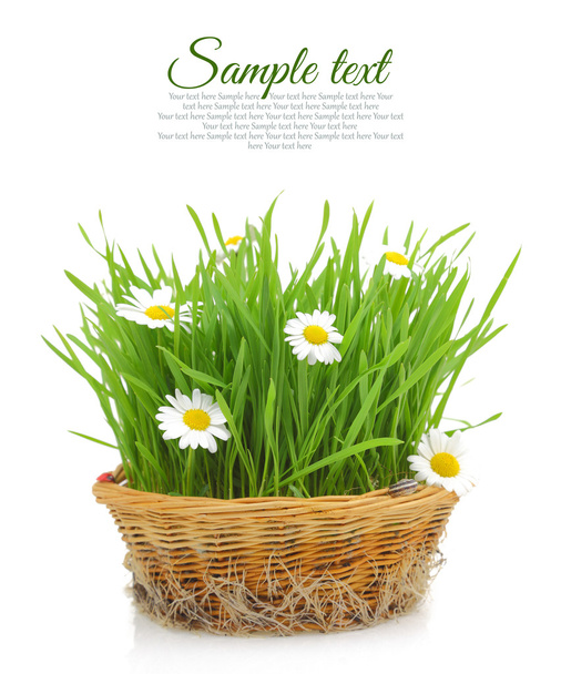 Wheatgrass and chamomile in wicker basket isolated on white - Photo, Image