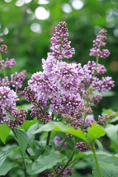 Purple Lilac - Zdjęcie, obraz