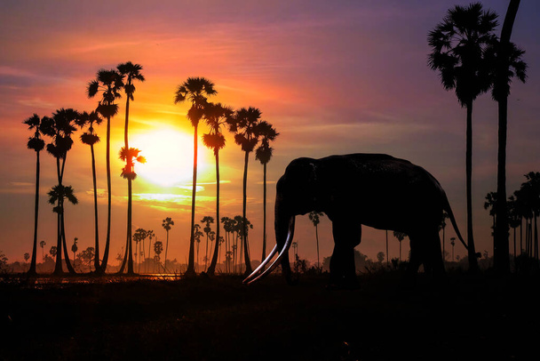 Реалістичний силует азійських слонів серед пальм на тропічному заході сонця.. - Фото, зображення