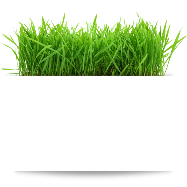 banner met verse gras geïsoleerd op witte achtergrond  - Foto, afbeelding