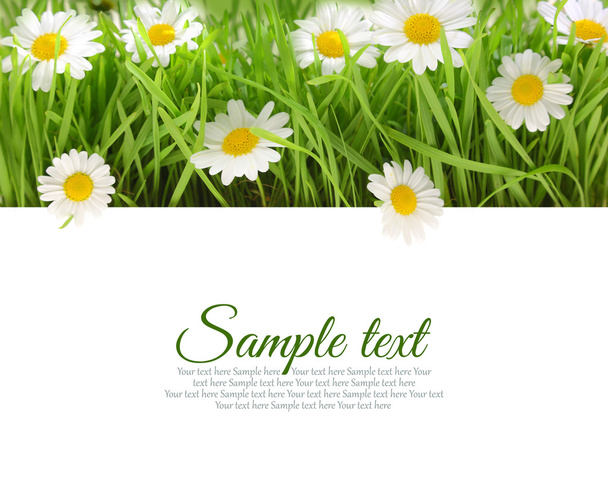 白い花新鮮な草とコピー スペース  - 写真・画像
