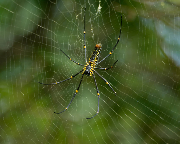 Επιλεκτική εστίαση σε μια γιγαντιαία αράχνη ξύλου (Nephila) που στηρίζεται στον ιστό της στην άγρια φύση. Είναι κοινώς ονομάζεται Golden μετάξι-orb υφαντών, Golden orb-υφαντών ή Μπανάνα αράχνες. - Φωτογραφία, εικόνα