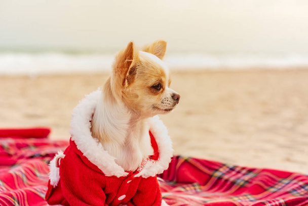 Beyaz köpek. Deniz kenarında Chihuahua, Noel. Köpeğe Noel kıyafeti. Tatiller ve seyahat kavramı. - Fotoğraf, Görsel