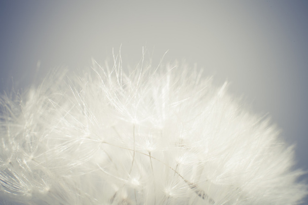 Macro photo dandelion seeds. Selective focus, cross-processed. - Photo, Image