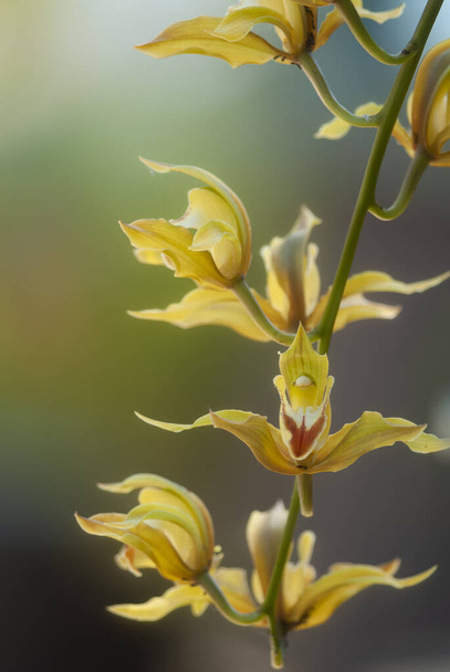 Cymbidium lovianum Rchb.f Thai orchid, Чиангмай, Таиланд - Фото, изображение