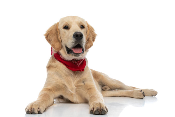 lindo perro recuperador de oro acostado con la lengua hacia fuera y un pañuelo en el cuello contra fondo blanco - Foto, imagen