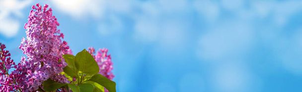 Frische lila Fliederblüten blühen am sonnigen Tag auf klarem blauem Himmelshintergrund. Bunte Frühlingssommerkulisse. Header-Banner Website-Design Kopierraum. Florale Grußkarte Vorlage Muttertag - Foto, Bild