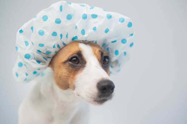 Funny friendly dog jack russell terrier takes a bath with foam in a shower cap on a white background - Zdjęcie, obraz