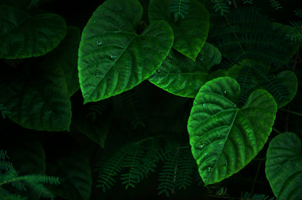 Detailní zelené vinné listy po dešti, abstraktní zelený tvar srdce vinných listů. Selektivní zaměření. - Fotografie, Obrázek