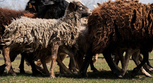 Flock of domestic purebred white and black sheep graze in paddock in countryside on farm. Horizontal long banner with sheep and rams. Grazing of domestic animals. - Photo, image