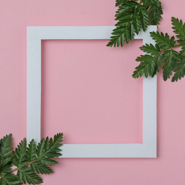 Valkoinen runko kopio tilaa ja oksat vihreiden kasvien vaaleanpunainen tausta - Luonnon orgaaninen ruoho tyylikäs runko - Koruton kutsukortti vihreät oksat - Minimaalinen käsite - Valokuva, kuva