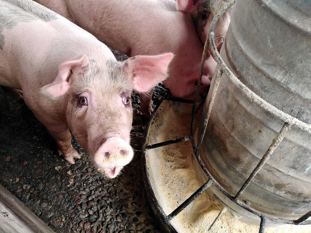 Non-standard pig farms. Pig density farms. - Photo, Image