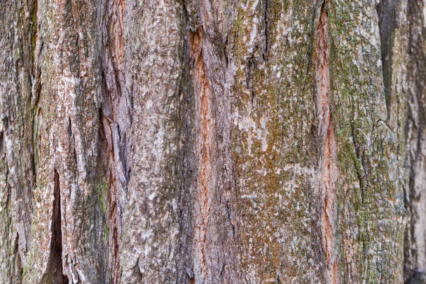 фрагмент старого лиственного ствола дерева с грубой корой, заросшей лишайником, крупным планом в селективном фокусе, фоном - Фото, изображение