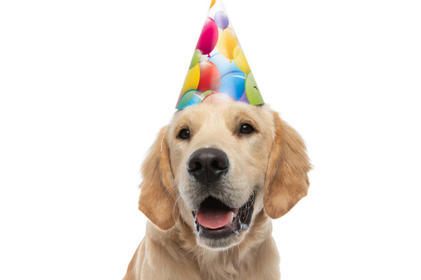 close up on a cute golden retriever dog feeling happy so that he is sticking out his tongue and wearing a celebration hat - Fotó, kép