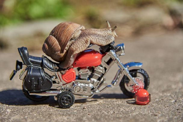 A series of photos One day in the life of snails.Grape snail on a toy motorcycle. - Fotoğraf, Görsel