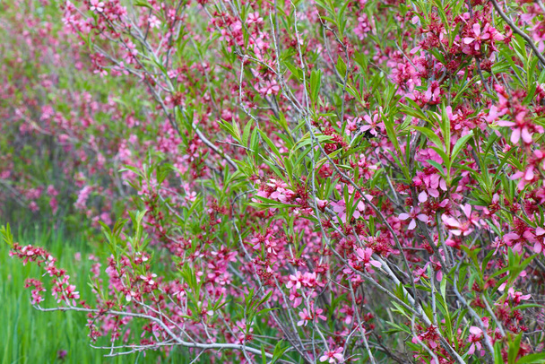Roze bloemen, helder, sappig en mooi op een rijke groene geïsoleerde achtergrond - Foto, afbeelding