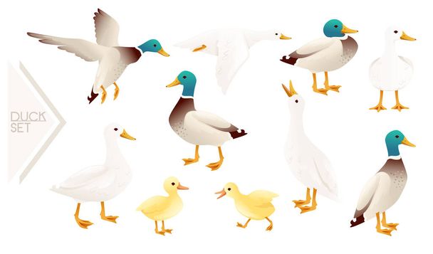 Набор милый кряквы утки милый летающий гусь мультфильм животного дизайна векторной иллюстрации на белом фоне - Вектор,изображение