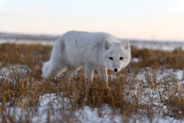 シベリアツンドラで冬の時間の北極キツネ - 写真・画像