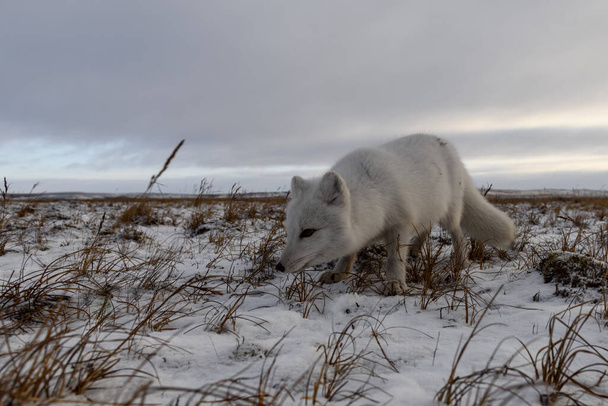 シベリアツンドラで冬の時間の北極キツネ - 写真・画像