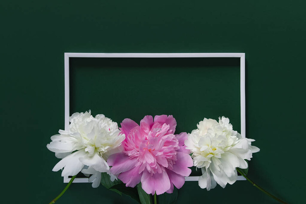 Kreatives Layout aus weißen und rosa Pfingstrosenblüten auf grünem Hintergrund mit weißem Rahmen. Kopierraum. Flach lag er. Top-Aussicht.Naturkonzept - Foto, Bild