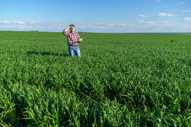 un agriculteur pose dans un champ, vêtu d'une chemise à carreaux et d'un jean, vérifie les rapports et inspecte les jeunes pousses de blé, d'orge ou de seigle, ou d'autres céréales, un concept d'agriculture et d'agronomie - Photo, image