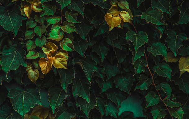Green leaves in different shades. Beautiful natural natural background. - 写真・画像