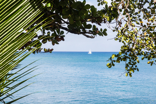 biały jacht na niebieskim morzu przez liści - Zdjęcie, obraz