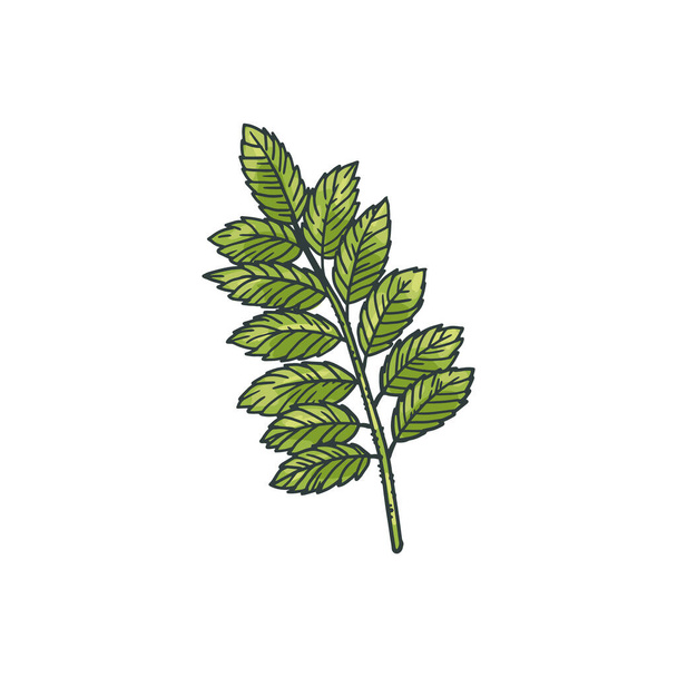 Chickpea plant green branch with leaves, engraving vector illustration isolated. - Vector, Image