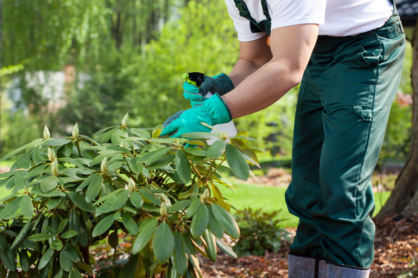 Gardener spraying a plant - Foto, afbeelding