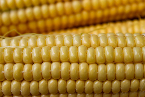 El primer plano de una semilla de maíz en una mazorca de maíz. Maíz sobre un fondo de mazorca. - Foto, Imagen