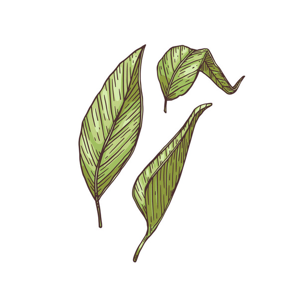 Green leaves of turmeric or curcuma engraving vector illustration isolated. - Вектор,изображение