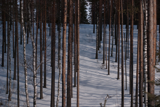 Winter forest - Фото, изображение