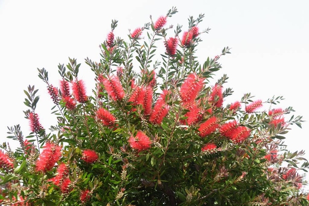 Flowers of Bottlebrush (Callistemon speciosus). Myrtaceae evergreen tree. - Photo, Image