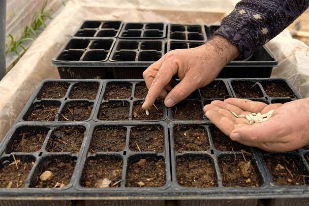 close-up de uma mão agricultores enquanto semeando abobrinha no berçário - Foto, Imagem