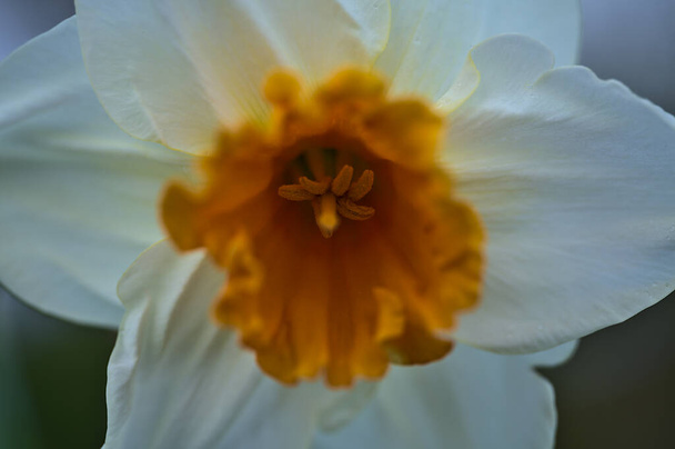 Beautiful closeup macro view of spring white daffodils (Narcissus) with orange corona at Marlay Park, Dublin, Ireland. Soft and selective focus - Photo, Image