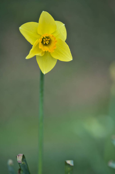 Beautiful low ground macro vert view of a single spring yellow daffodil (Narcissus) with orange corona at Marlay Park, Dublin, Ireland. Soft and selective focus. Flower dreamland. April yellow flowers - Photo, Image