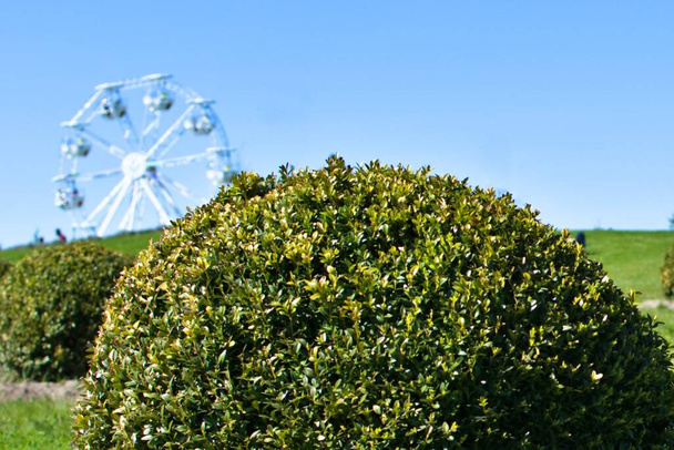 round green bush on blurred background of public amusement park - Photo, Image
