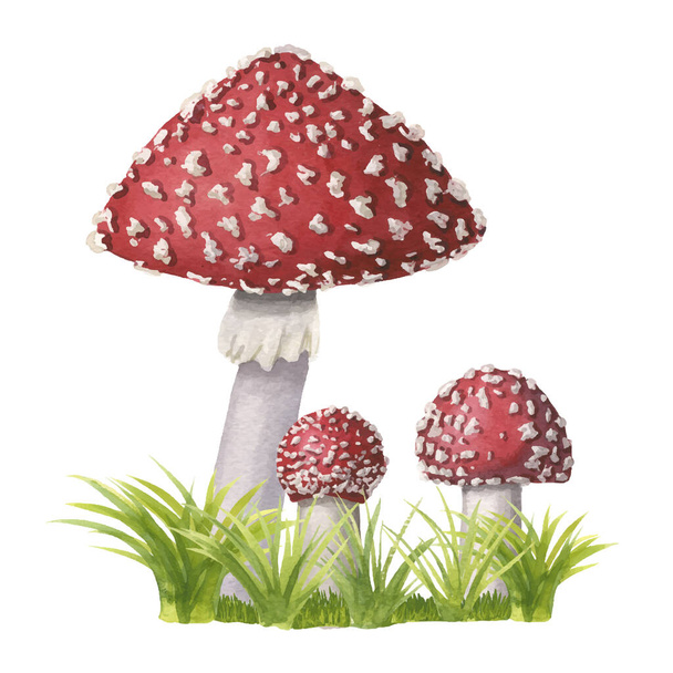 A group of watercolor vector redcap fly agarics on green grass. Hand-drawn poisonous mushrooms with dots on red cap and ring on grey stipe isolated. Dangerous amanita muscaria grows in woods, forests - Vector, Image