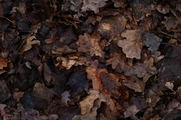 Σκούρα φύλλα υγρής βελανιδιάς στο έδαφος μετά τη βροχή. Τέλος φθινοπώρου - Φωτογραφία, εικόνα