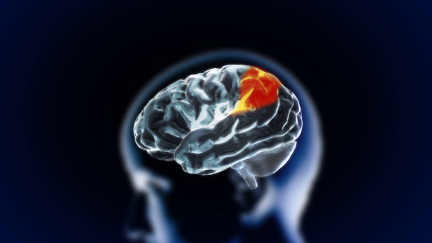 części biologii mózgu x-ray - Materiał filmowy, wideo