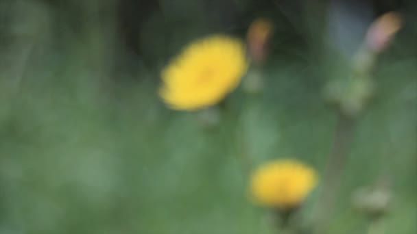 focus wordt getrokken tussen een gele bloem op de voorgrond en zwaaiend gras op de achtergrond - Video