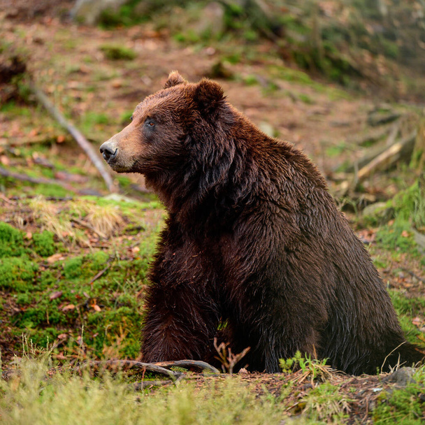 Brązowe niedźwiedzie w dziczy, duży ssak po hibernacji, drapieżnik w dzikim lesie i dzikiej przyrodzie. nowe - Zdjęcie, obraz
