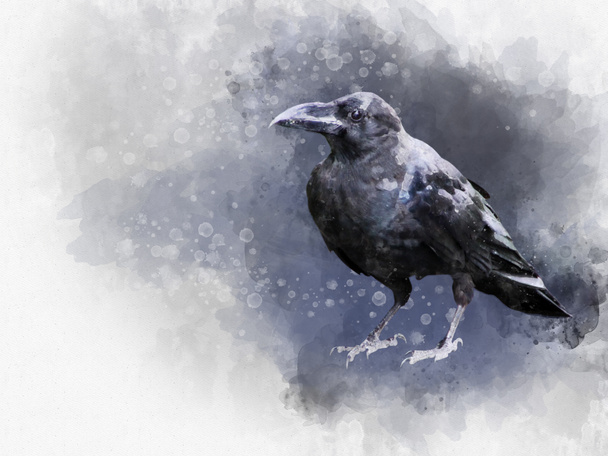 Portrait of a Crow bird, watercolor painting - Photo, Image