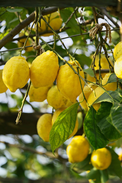 İtalya, Campania, Ischia Adası, Akdeniz limon ağacı - Fotoğraf, Görsel
