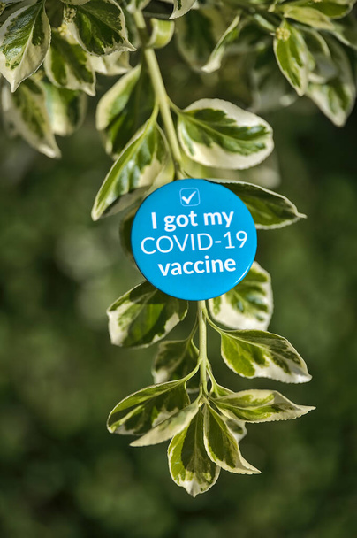 Bella vista creativa di azzurro "Ho ottenuto il mio vaccino COVID-19" adesivo sul ramo delle foglie verdi e gialle primaverili, Dublino, Irlanda. Focus morbido e selettivo. Copia spazio - Foto, immagini