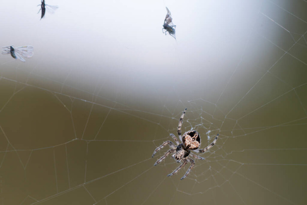 Small spider of the family of Orb-web spiders, Araneidae, together with several prey trapped in its web. - Photo, Image