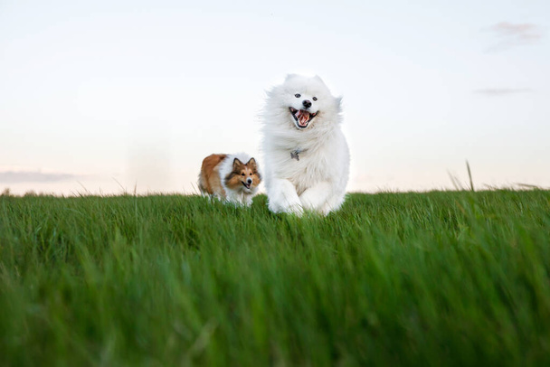 Два собаки бігають через газон. Дружба Шетті і Самодіда - Бжелкерс. - Фото, зображення