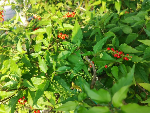 rivina roja humilis planta de arándano. - Foto, imagen