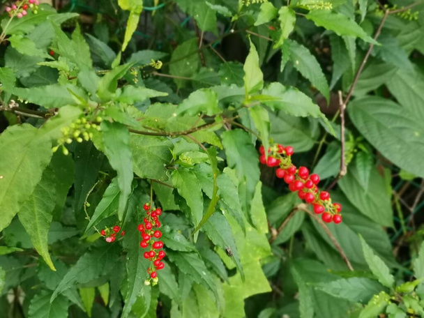 red rivina humilis coralberry plant. - Photo, Image